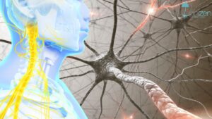 Co-régulation et thérapie des hypersensibles : du système nerveux à la guérison