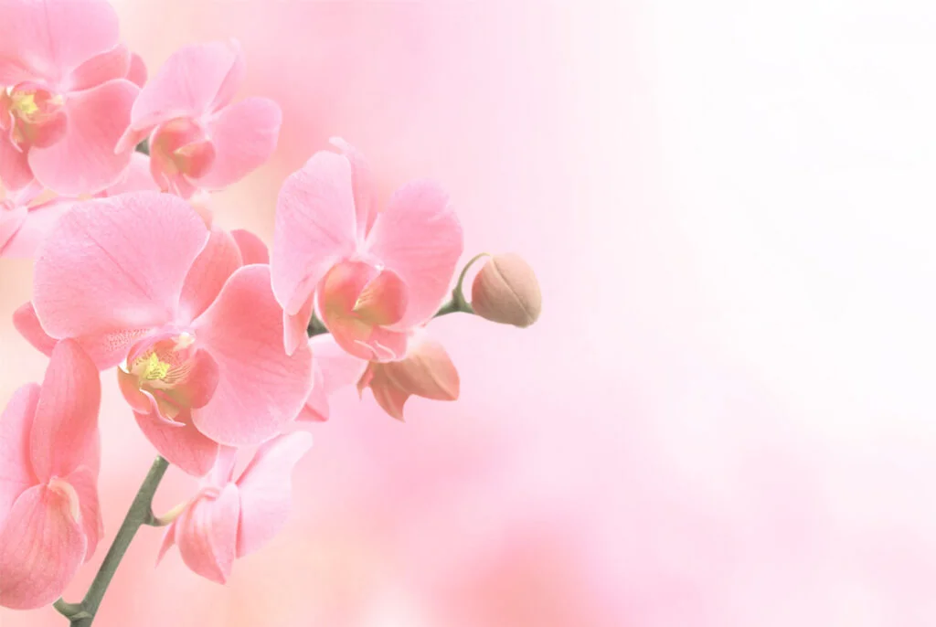 La personne hypersensible est comme une orchidée